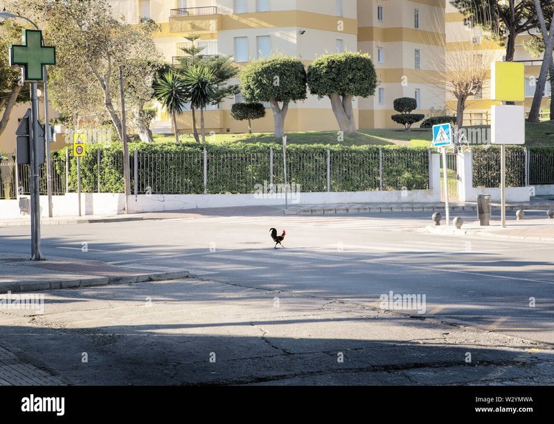 Explore chicken road game Explore chicken road game