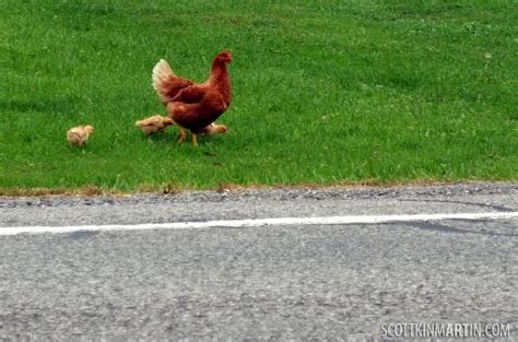 Descubre el Mito de la Carretera de Pollos en España en Línea